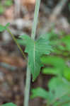 Kidneyleaf rosinweed